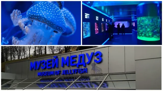 музей медуз в Києві